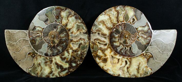 Giant Inch Split Ammonite Pair #3755